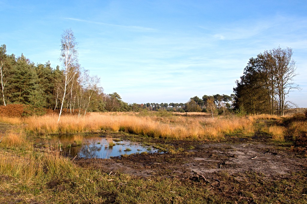 Oisterwijkse Bossen en Vennen Kampina natuurgebied natuur hdr oisterwijk Nationaal park Landschap Het Groene Woud hei heide bossen natuurmonumenten brabant